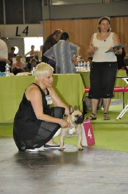 Des boules du mont d'Ayot - FEDERICO FELLINI AUX WORLD DOG SHOW PARIS 2011