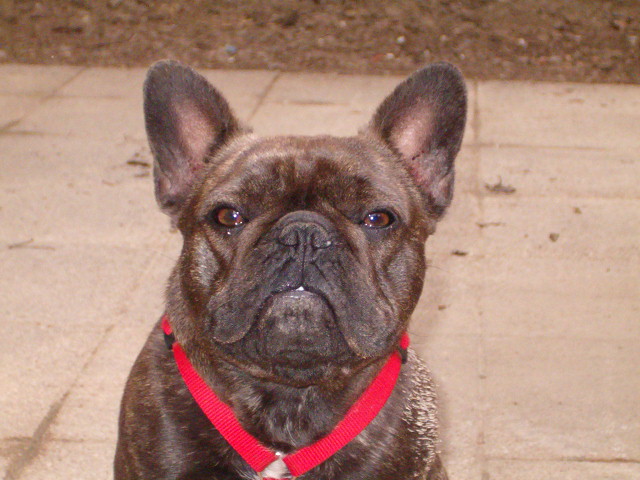 Bambou Des boules du mont d'Ayot