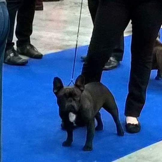 WORLD DOG SHOW 2018 AMSTERDAM 